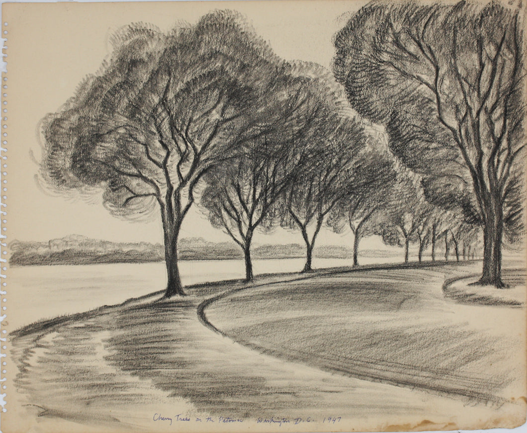 John Middleton Freeman. Cherry Trees on the Potomac. Black Conte crayon drawing. 1947.