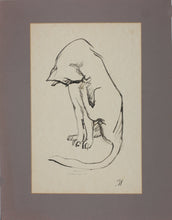 Load image into Gallery viewer, John Middleton Freeman. Cat licking itself. Ink drawing. XX C.
