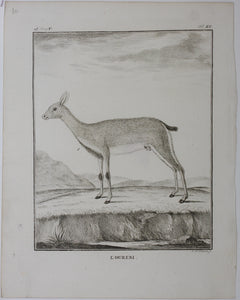 L'Ourebi. Engraved by Christian Friedrich Fritzsch. 1785.