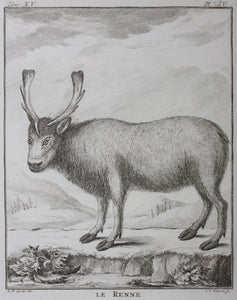 C[lément?]-P[ierre?]  [Marillier?], after. Le Renne. Engraved by Christian Friedrich Fritzsch. 1771.